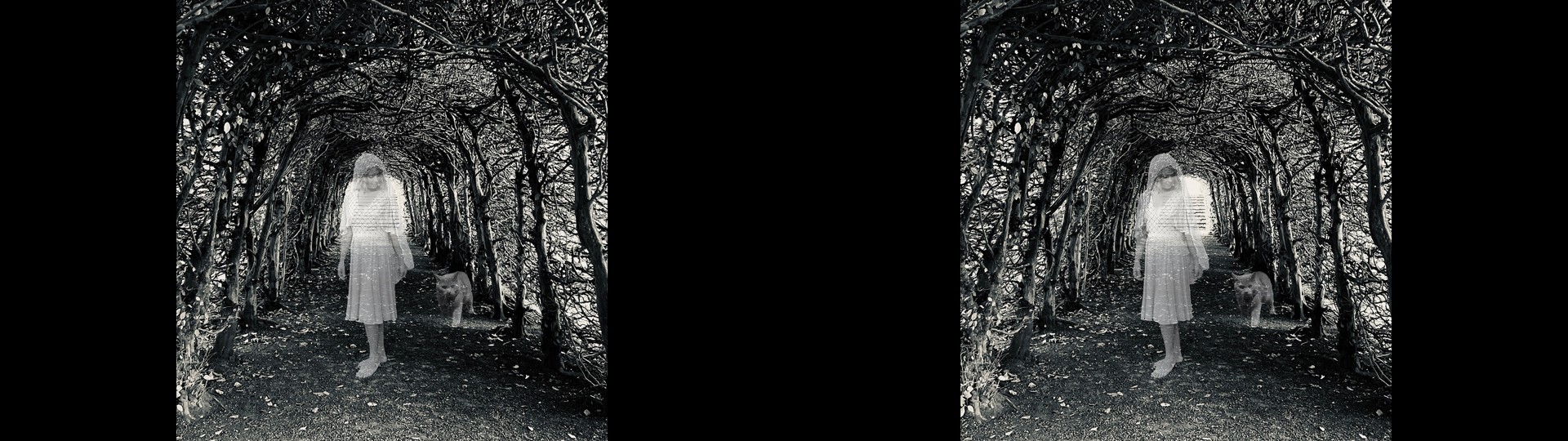 Wandering Wraith
